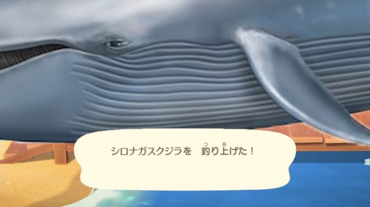 【あつ森】シロナガスクジラを釣れるバグを実際にやってみた結果ｗｗｗ
