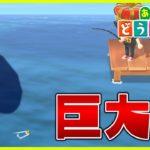 【あつ森】巨大レア魚を簡単に釣る方法【あつまれどうぶつの森】